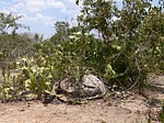 Pyrenacantha malvifolia Langobaya GPS188 Kenya 2012_PV1838.jpg
